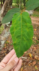 Combretum fruticosum