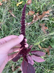 Amaranthus cruentus
