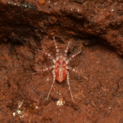 Erythracaridae