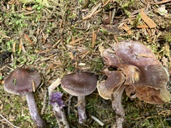 Cortinarius evernius