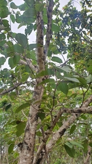 Combretum fruticosum