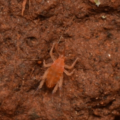 Bdellidae