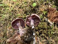 Cortinarius evernius