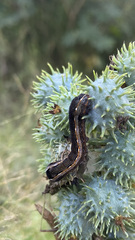 Spodoptera cosmioides