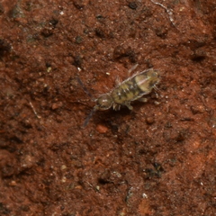 Entomobrya suzannae