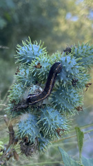Spodoptera cosmioides