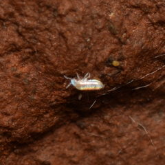 Oncopoduridae