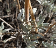 Salvia vaseyi