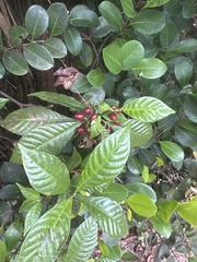 Psychotria nervosa