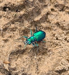 Cicindela scutellaris