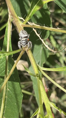 Phidippus arizonensis