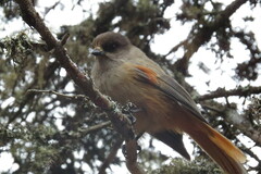 Perisoreus infaustus