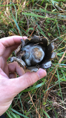 Astraeus hygrometricus
