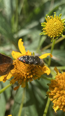Acmaeodera