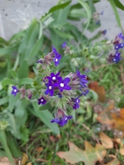 Anchusa officinalis