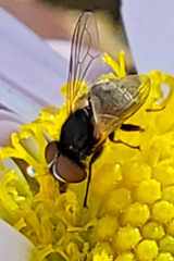 Phasia