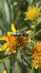 Acmaeodera