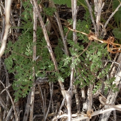 Eucrypta chrysanthemifolia