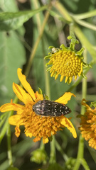 Acmaeodera