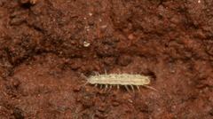 Pauropoda