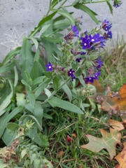 Anchusa officinalis
