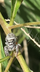 Phidippus arizonensis