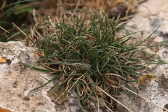 Festuca gautieri
