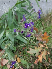 Anchusa officinalis