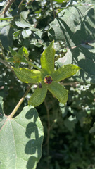 Gonolobus erianthus