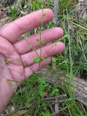 Gonocarpus tetragynus