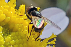 Phasia