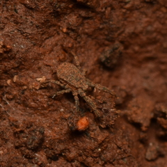 Caeculidae