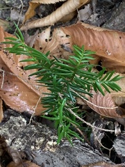 Taxus canadensis