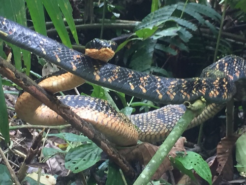 Photo of a Shropshire's Puffing Snake (Phrynonax shropshirei)