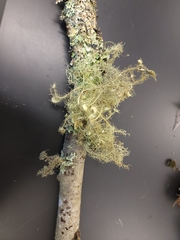 Usnea intermedia