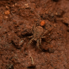 Caeculidae