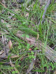 Gonocarpus tetragynus