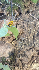 Ochraethes pollinosus