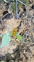 Ochraethes pollinosus