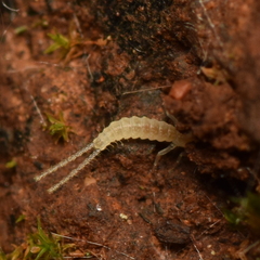 Diplura