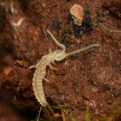 Diplura