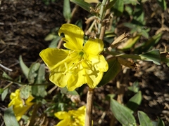Oenothera elata