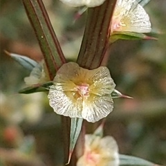 Salsola