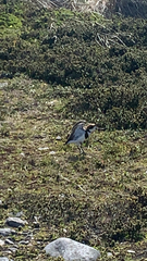 Charadriiformes