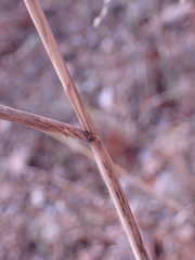 Elymus glabriflorus