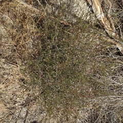 Salsola