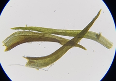 Didymodon rigidulus