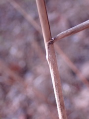Elymus glabriflorus