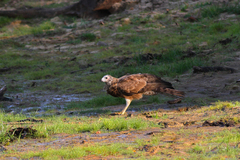 Polyboroides radiatus