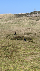 Haematopus leucopodus